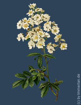 Vielblütige Rose