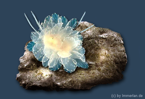 Jevitsurk oder Schimmermoos